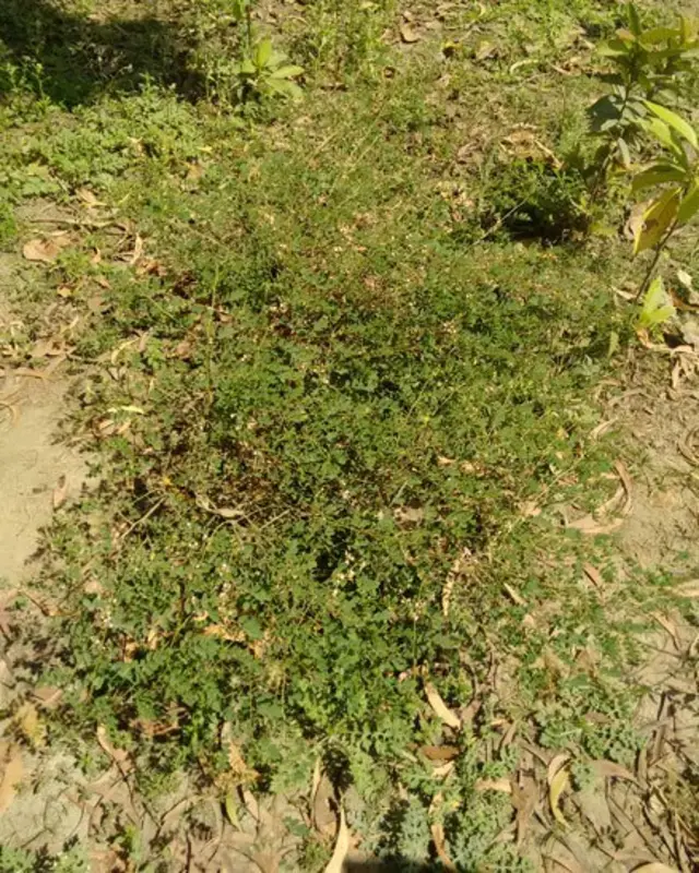 نیل کا پودا