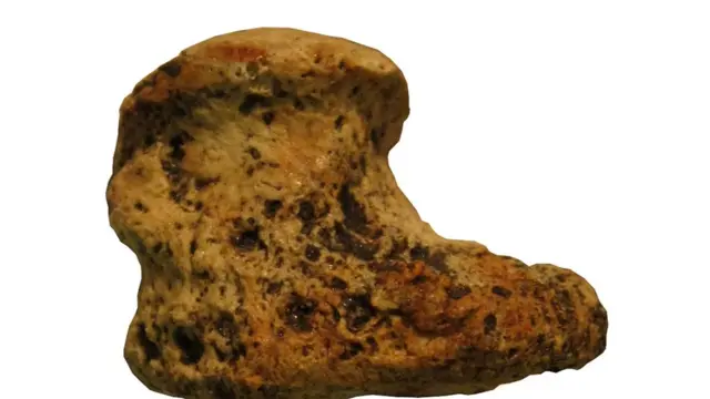 По-видимому, черепахи вида Titanochelon существовали дольше, чем считали ученые