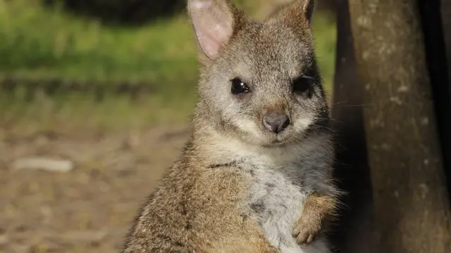Parma wallaby