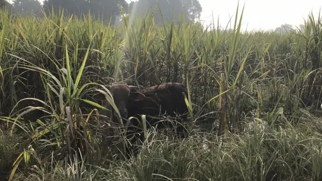 बुलंदशहर हिंसा