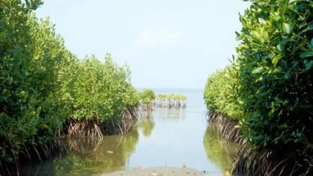 කඩොලාන වනාන්තර