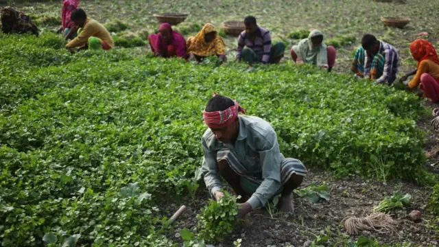 বাংলাদেশে কৃষকরা নিরাপদ পরিমাণের চাইতে বেশি কীটনাশক ব্যবহার করছেন