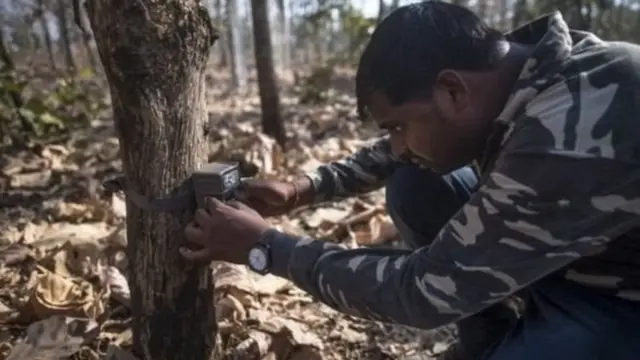 अवनी, वाघ, पर्यावरण, जंगल, यवतमाळ