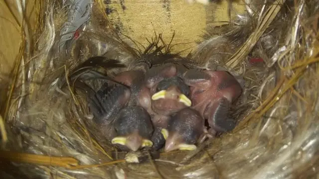 உலக சிட்டுக் குருவிகள் தினம் 2022