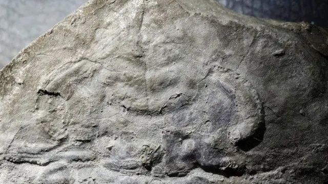 Foto: Gennadi Baranov, Universidad Tecnológica de Tallin