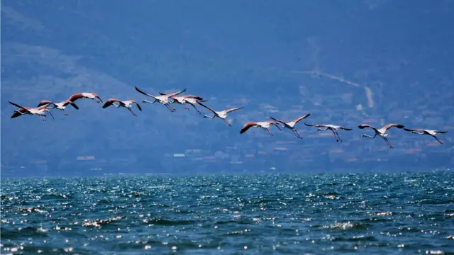 миграция птиц