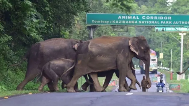 کازیرنگا نیشنل پارک میں بارش كے موسم میں جانوروں کو زیادہ خطرہ ہے