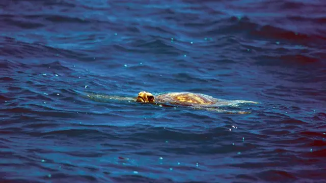 Tartaruga marinha