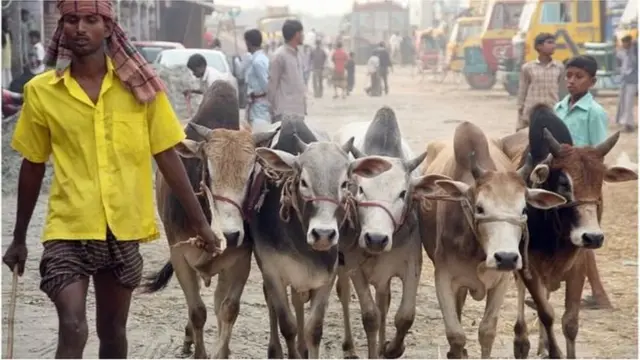 পশু নিয়ে আসেছেন খামারিরা।