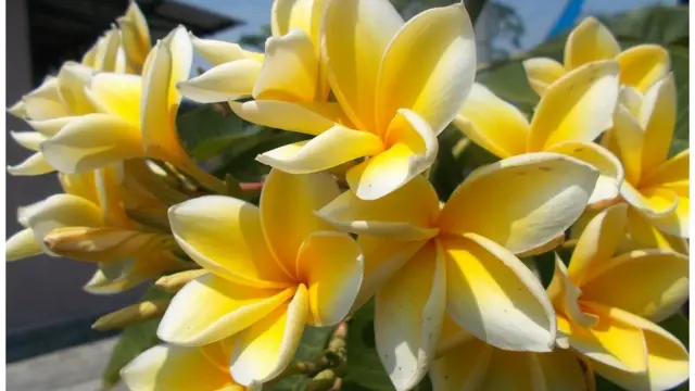 frangipani tree (Plumeria rubra)