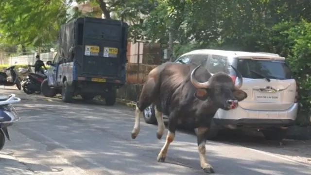 पुणे, गवा, मानव-पर्यावरण संघर्ष