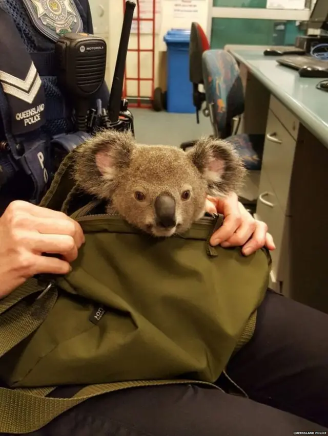 Koala