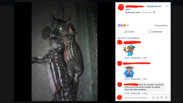 Onça parda abatidanetflix casa de apostascaçada juntonetflix casa de apostasduas pacas motivou reclamaçõesnetflix casa de apostasum participante