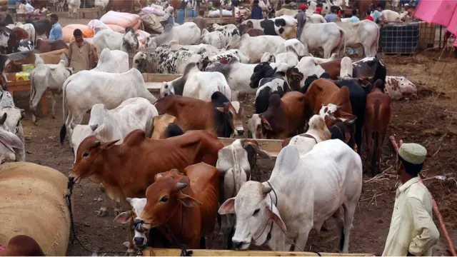 خطے میں جانور چھوٹے ہوتے ہیں