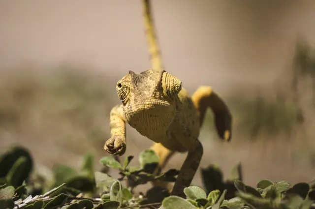 Camaleón corriendo
