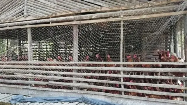 বিদেশি জাতের সংমিশ্রণে সোনালি নামের একটি জাত উদ্ভাবিত হলেও, সেটির স্বাদ দেশি মুরগির মতো নয়।