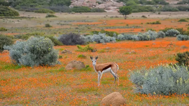 Çiçeklenen çölde geyik