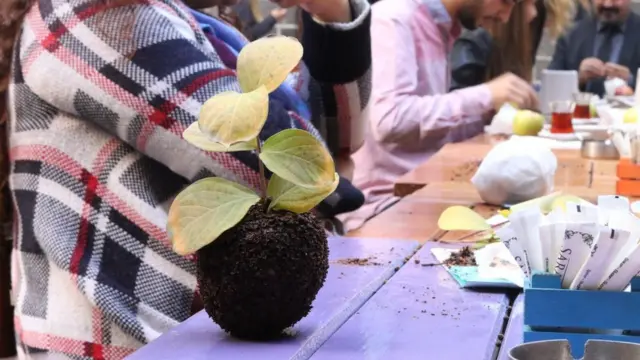 Karanfil Bezeli Elma