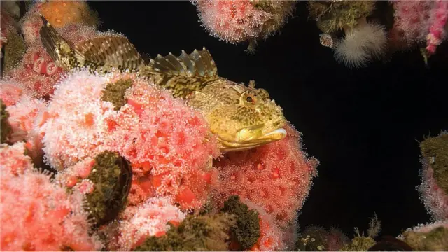 Підводна частина бурової вежі з часом поступово перетворюється на кораловий риф