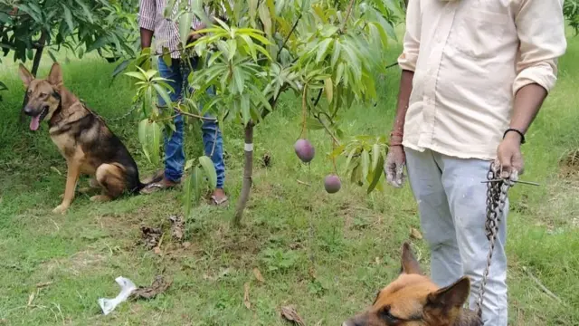 ચાર ગાર્ડ્સ તથા શ્વાનને વિશેષ કરીને આ વૃક્ષોની સુરક્ષા કરવા માટે તહેનાત કરવામાં આવ્યા છે.