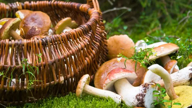 Корзина с грибами