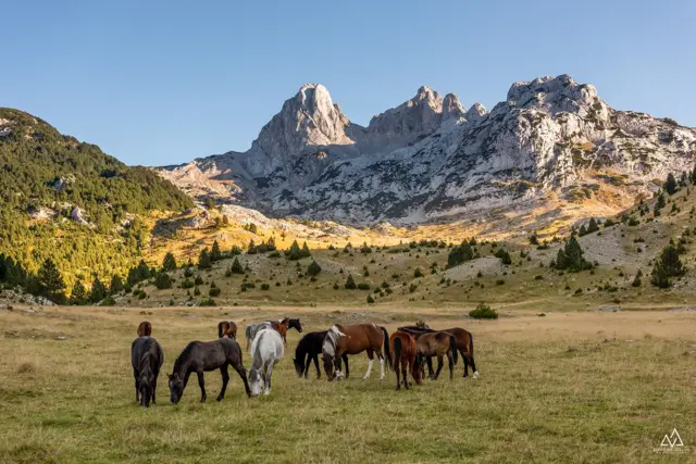 bosanski brdski konj na prenju