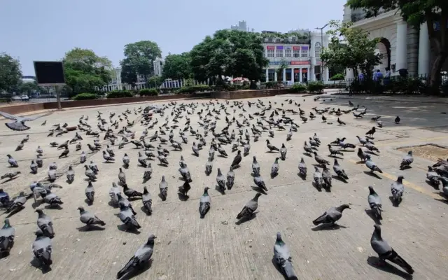 Birds in the market Connaught Place in New Delhi, India