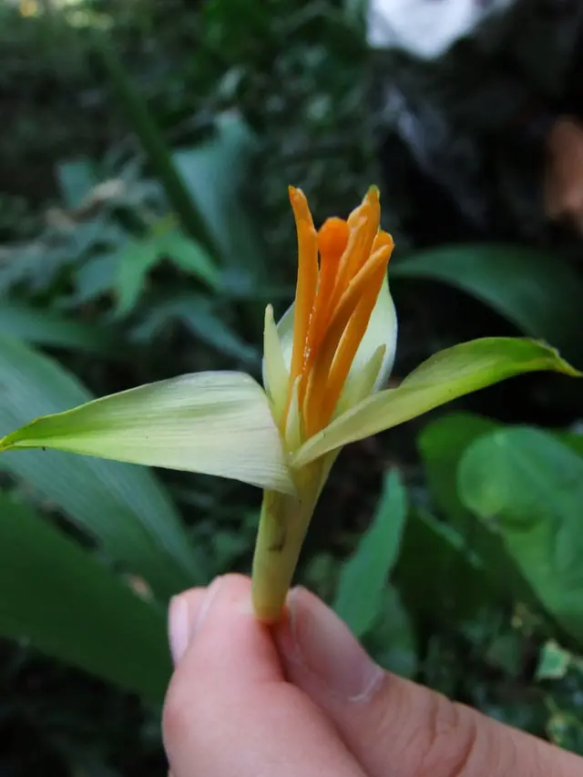 Musa nanensis