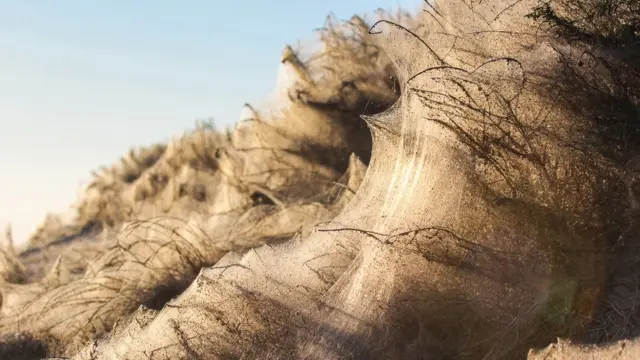 Побережье в паутине