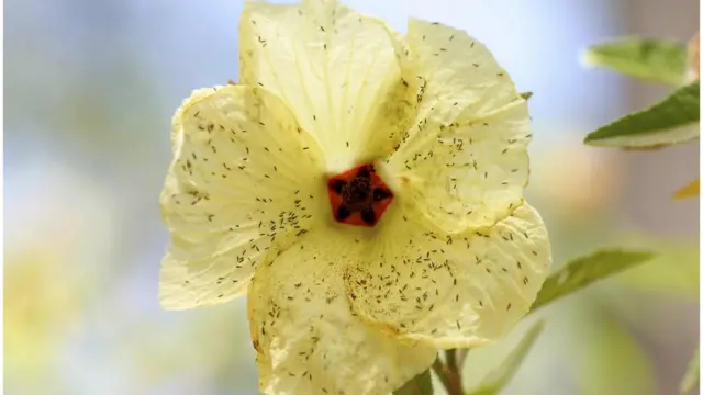 Native rosella, Hibiscus heterophyllus, flowers with swarming thrips, Thysanoptera, a common understorey plant with many uses, from edible shoots, buds and roots to fibre and wood, Carnarvon Gorge National Park, Central Queensland, Australia