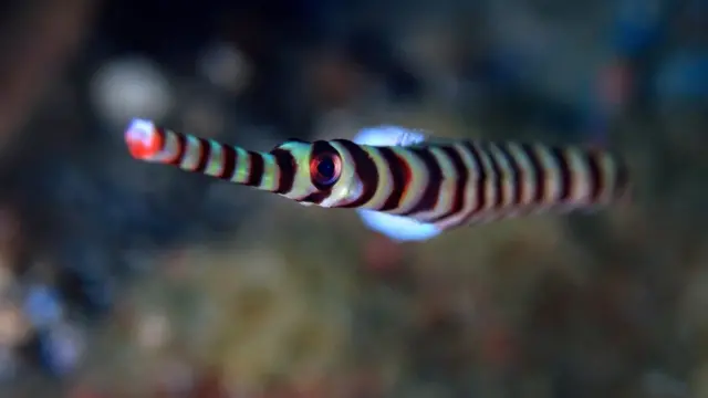 Pez aguja o pez pipa