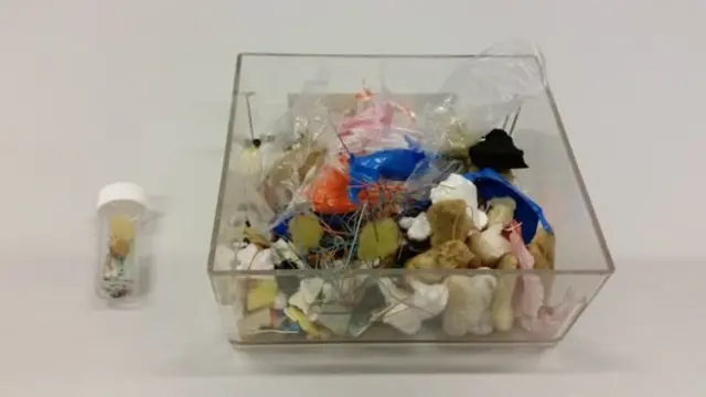 Objetos de plástico hallados en el estómago de un petrel Foto Lucy Quinn