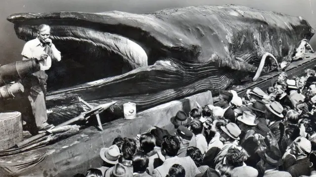 When dead whales went on tour - BBC News