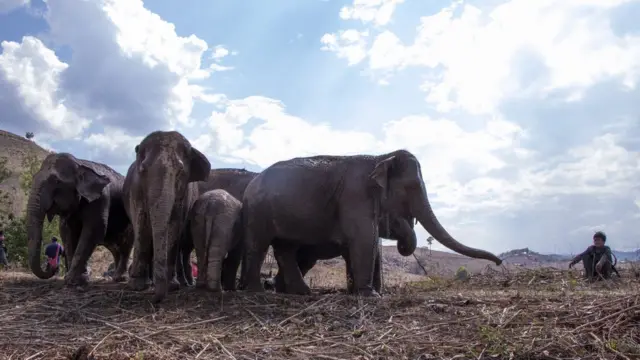 ช้างบ้านกลับถิ่น