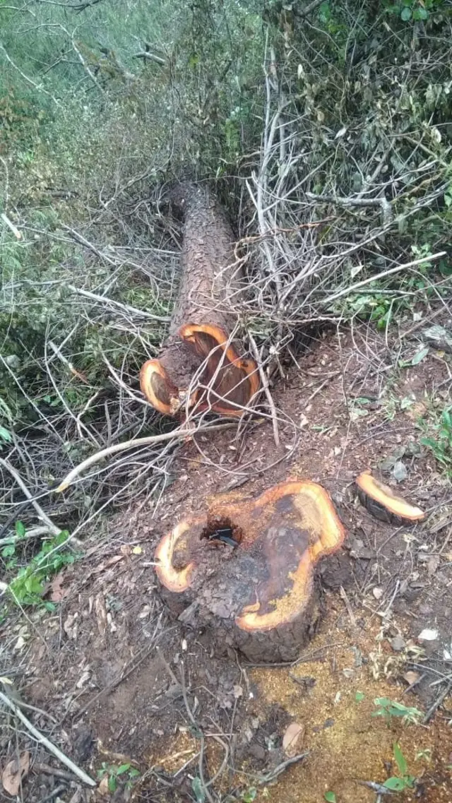 வெட்டப்பட்ட மரங்கள்