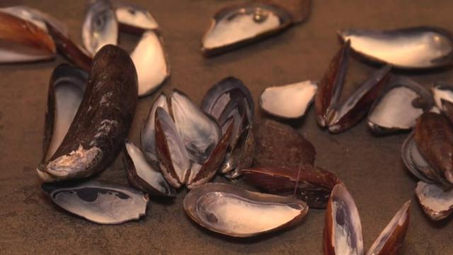 Mussel shells