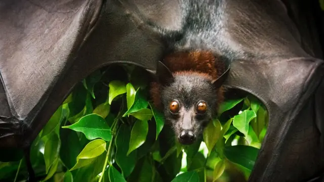 Murciélago de fruta