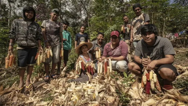 Jera Guarani, liderança da aldeia Kalipety,casa dando bonuschapéu (ao centro) durante colheitacasa dando bonusmilho