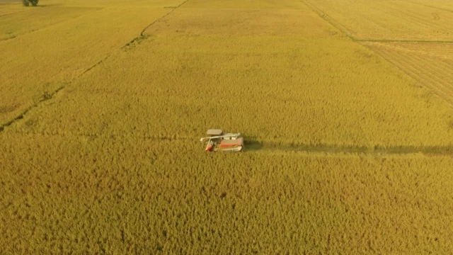 گوجرانوالہ، سموگ، پنجاب، چاول، خواتین