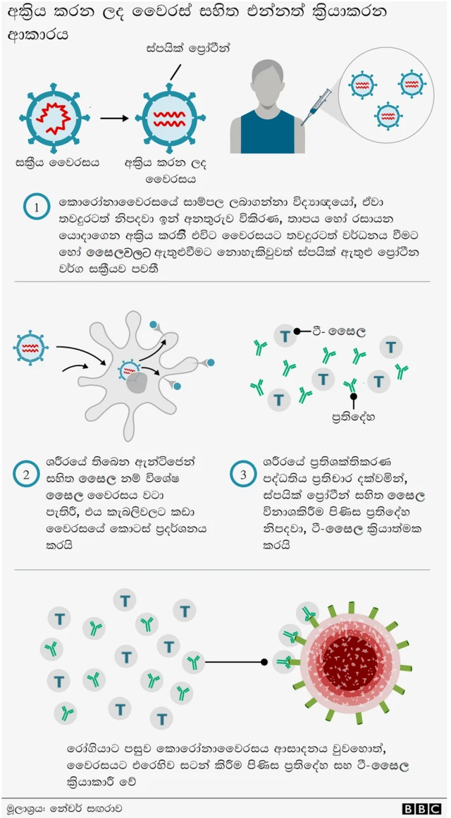 එන්නත් ක්‍රියාකරන ආකාරය