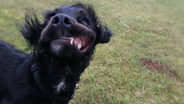 Кокер-спаниель и шторм