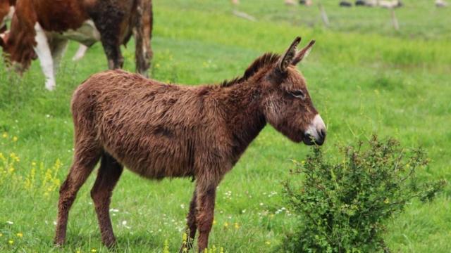 Burros de los Balcanes