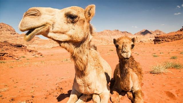 骆驼是标志性的生存专家