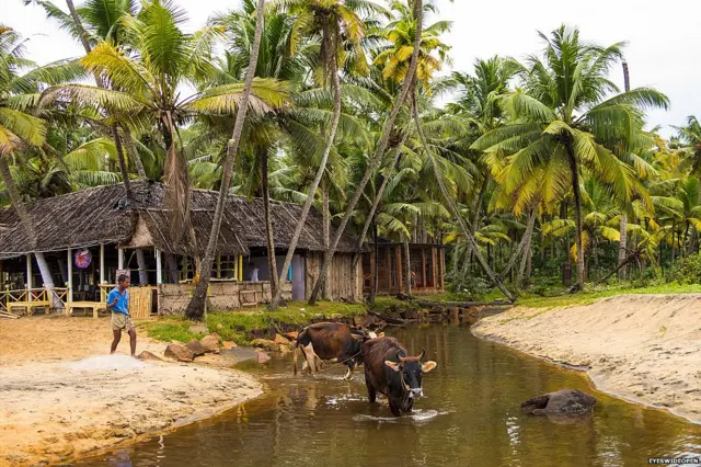 केरल के किसान