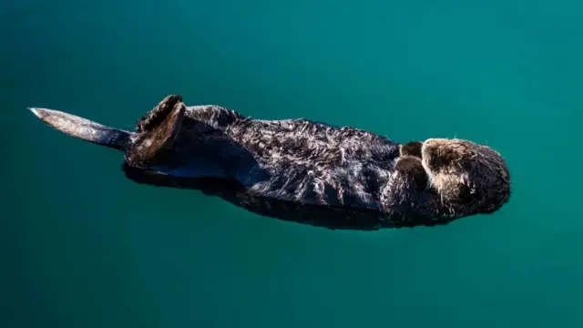 Getty Images