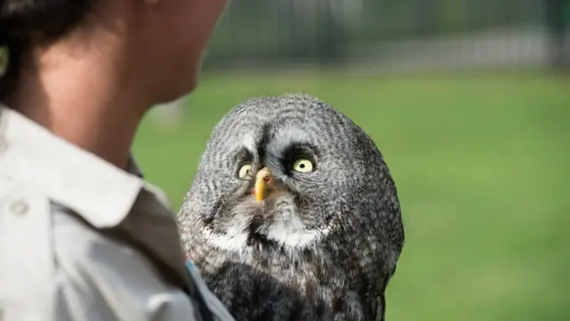 மதிவாணன் கனகசபை, கனடா