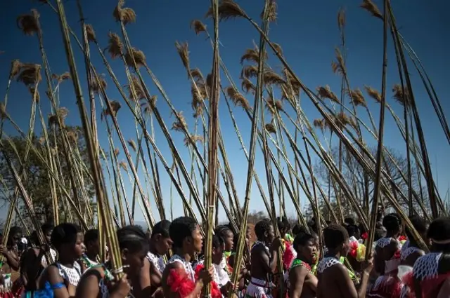 Para gadis membawa alang-alang sambil bernyanyi dan menari dalam acara tahunan Tarian Alang-alang di Istana Ludzidzini, Swaziland, Agustus 2016 lalu.