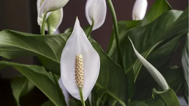 Spathiphyllum sp