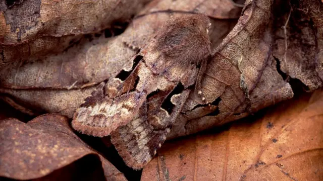 Совка готическая (Orthosia gothica)
