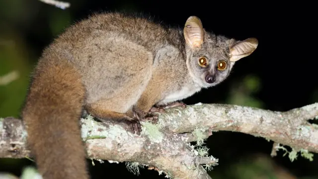 стать дитини